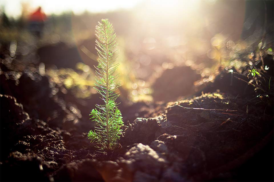 baby pine tree