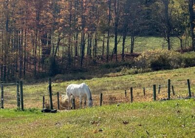Equine Therapy